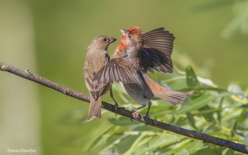 Common rosefinches