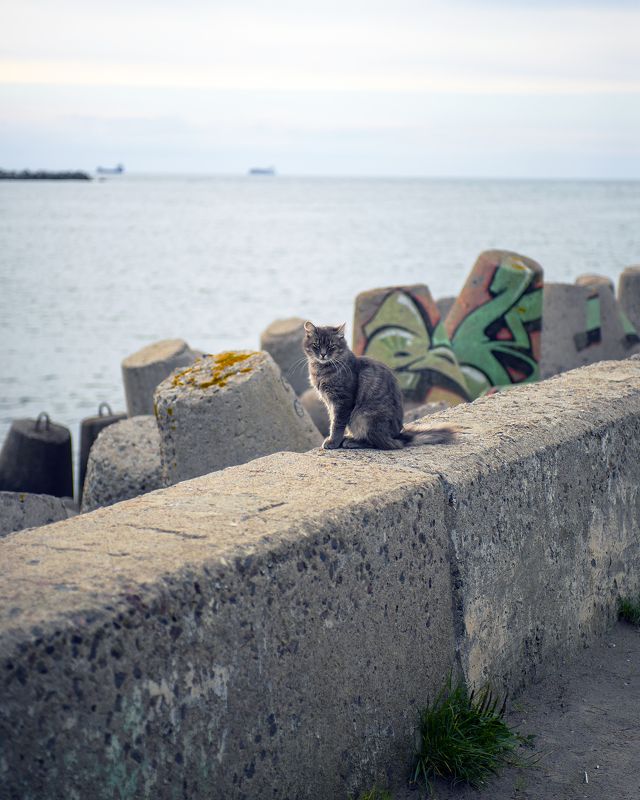 Кот на фоне Балтики.photo preview