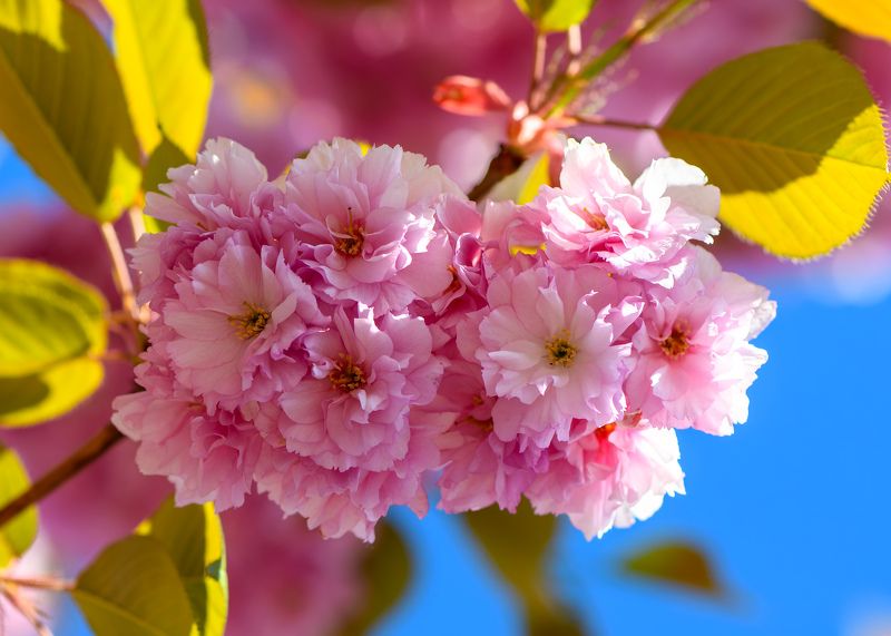 Prunus 'Kanzan' blossom
