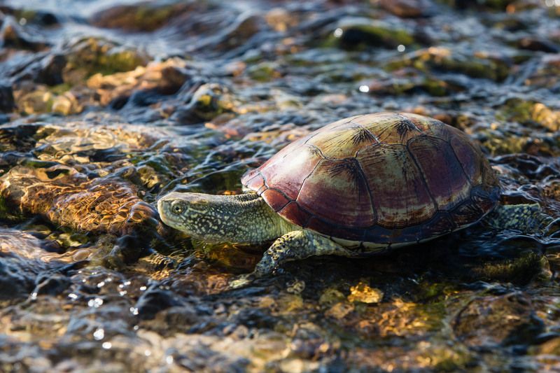 Европейская болотная черепаха (Дагестан)