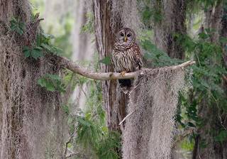 Barred Owl - Пёстрая неясыть