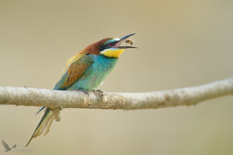 Żołna, European Bee-eater (Merops apiaster) ... 2021