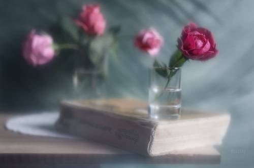 Про книгу с розами