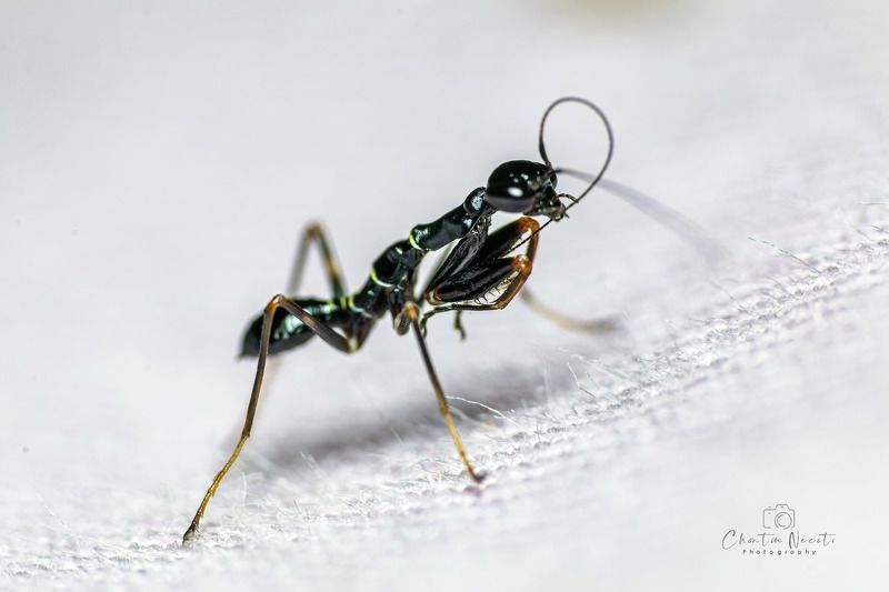 Small mantis