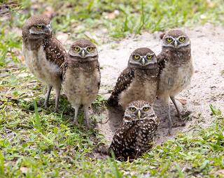 Family Owls - Кроличий сыч