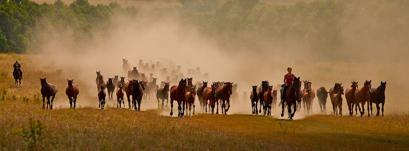 кони,лошади,пыль,табун табунphoto preview