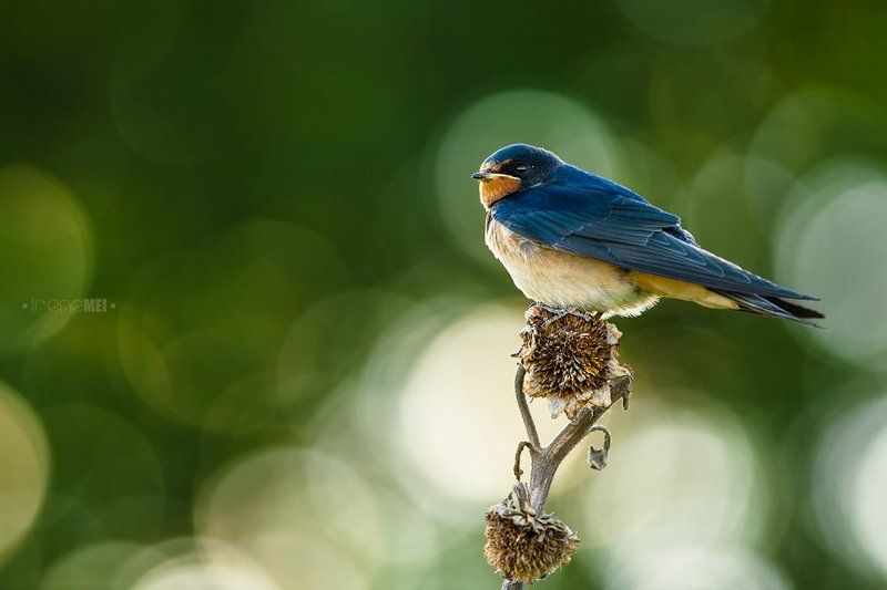 Birds waiting