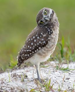 Burrowing Owlet - Кроличий сыч