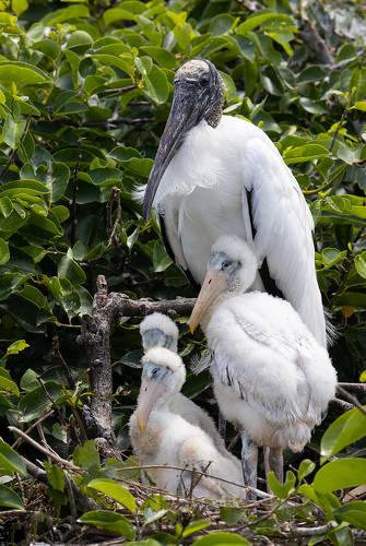 Wood stork - Американский клювач