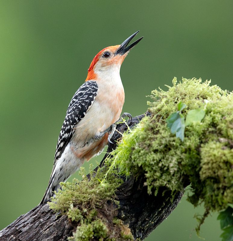 Red-bellied Woodpecker Female -Каролинский меланерпес