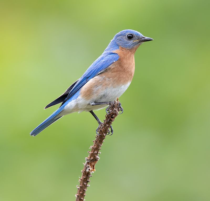 male Eastern Bluebird -Восточная сиалия. самец