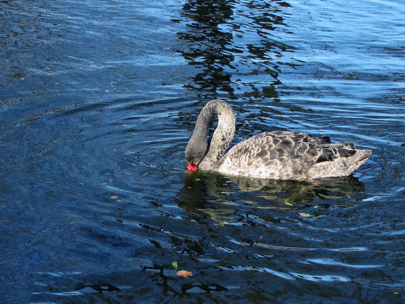 BLACK swans in the blue pond water - a bird, animals in the wild