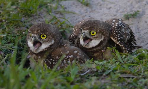 Burrowing Owlet - Кроличий сыч