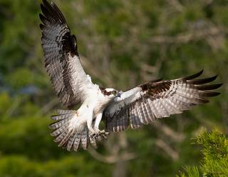Osprey - Скопа