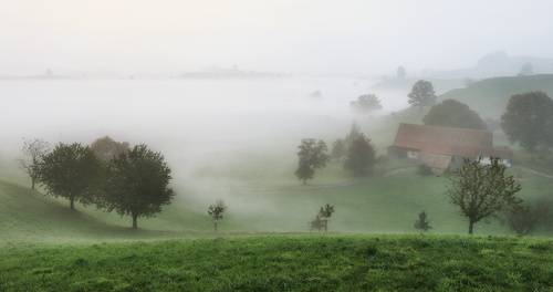 В утреннем тумане