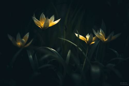 Тюльпан Поздний (Tulipa Tarda)