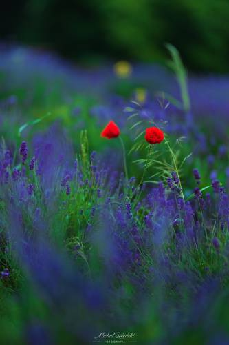 Poppy among lavender...