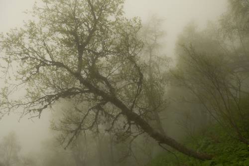 Туман на Тхачах