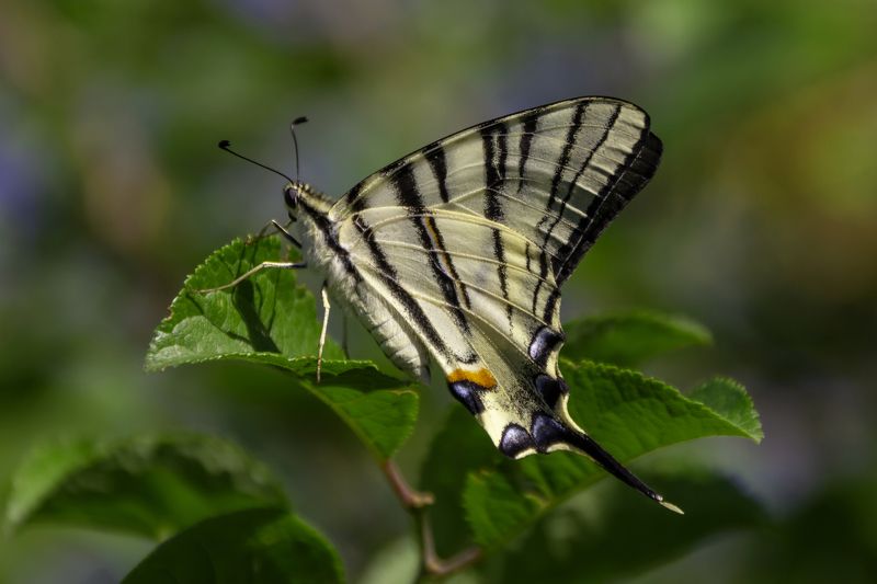 Бабочка Махаон (Papilio machaon)