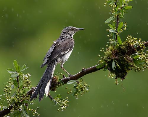 Northern Mockingbird -Многоголосый пересмешник