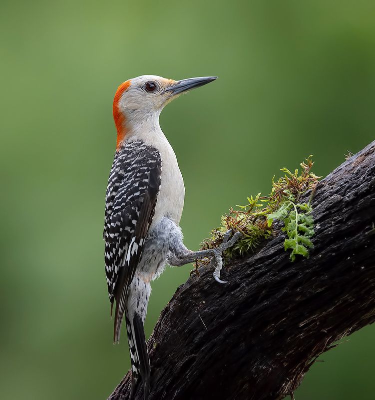 Red-bellied Woodpecker female -Каролинский меланерпес