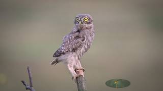 Little owl