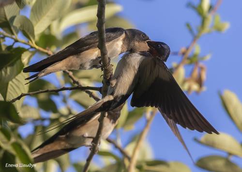 Barn swallows feeding