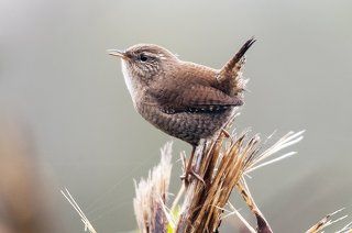 Крапивник, или подкоренник (Troglodytes troglodytes).