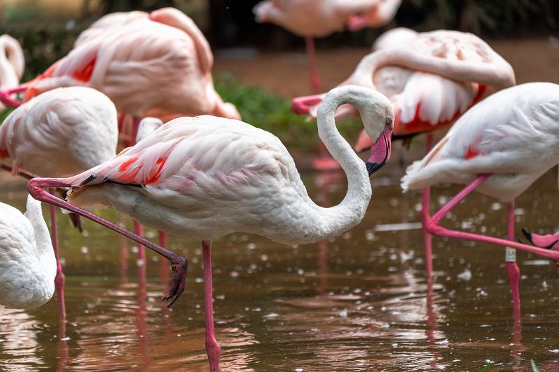 Красивые птицы фламинго