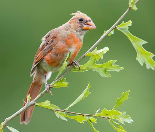 Juvenile Northern Cardinal  - Молодые птицы. Красный кардинал