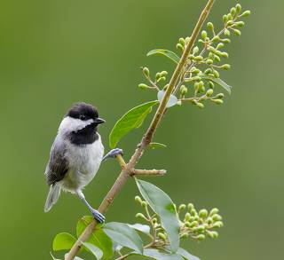 Black-capped Chickadee -Черношапочная гаичка