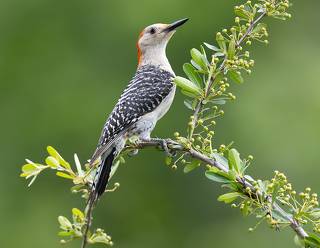 Red-bellied Woodpecker female -Каролинский меланерпес