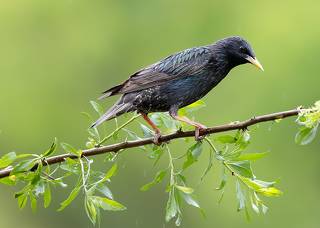 Обыкновенный скворец - European Starling