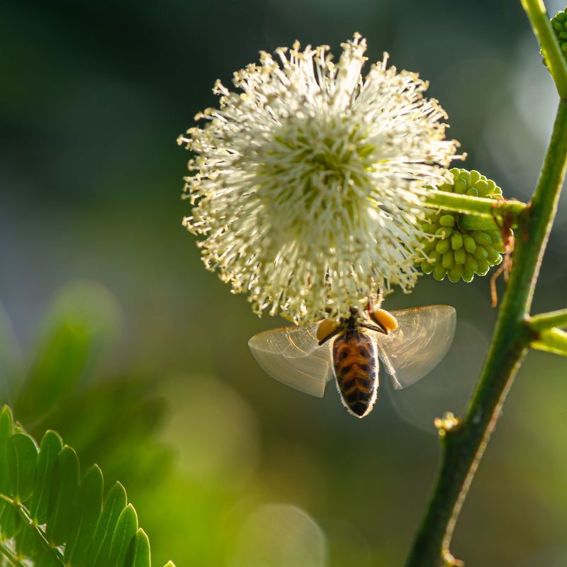 White leadtree and flying bee