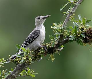 Juvenile -Red-bellied Woodpecker. Юный Дятел - Каролинский меланерпес