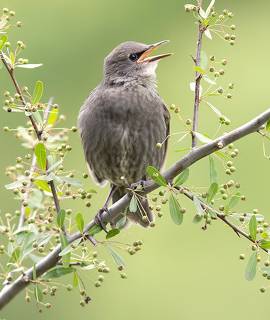 Cлетки.Обыкновенный скворец - European Starling