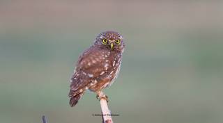 Little owl