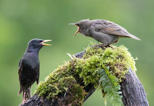 Feeding time. Обыкновенный скворец - European Starling
