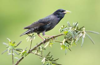 European Starling - Обыкновенный скворец