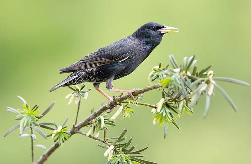 European Starling - Обыкновенный скворец