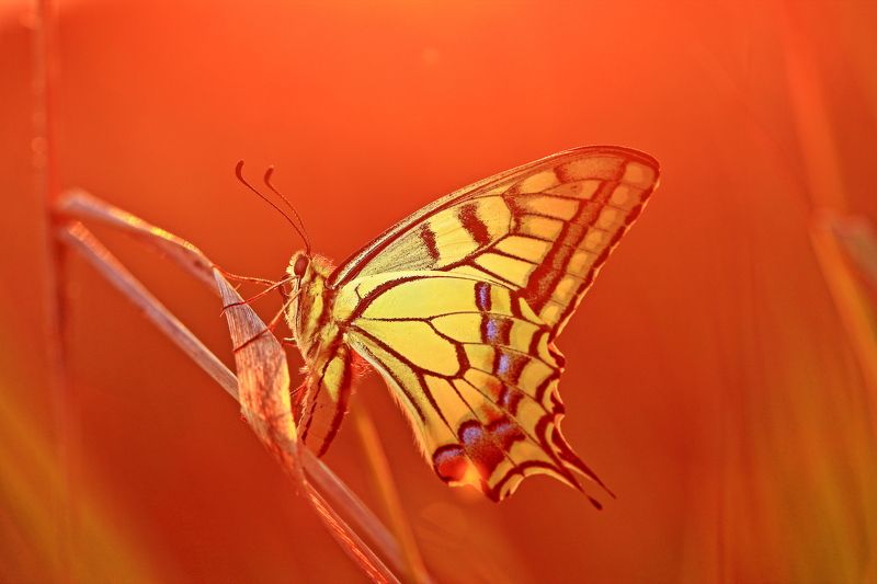 На закате Papilio machaon Linnaeus