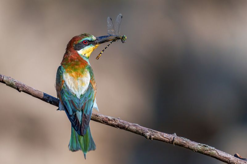 European bee-eater (Merops apiaster)... Adamov Eddie