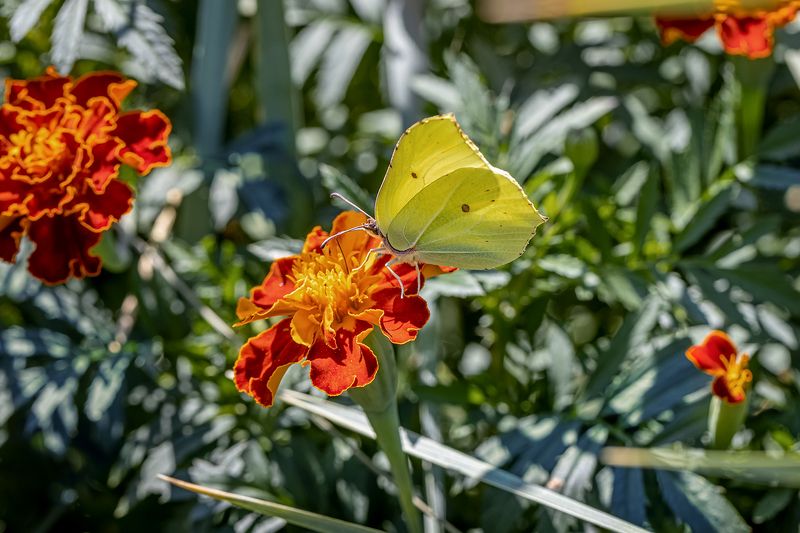 Бабочка лимонница на цветке бархатцев