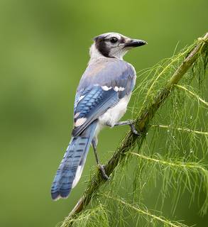Young Blue Jay. Голубая сойка