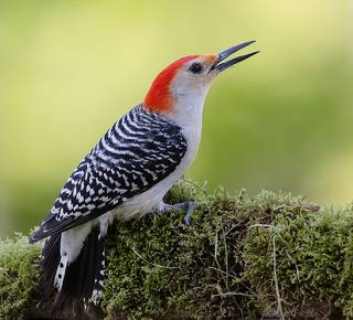 Red-bellied Woodpecker male -Каролинский меланерпес