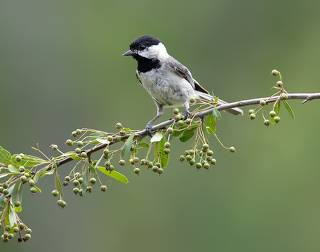 Black-capped Chickadee -Черношапочная гаичка