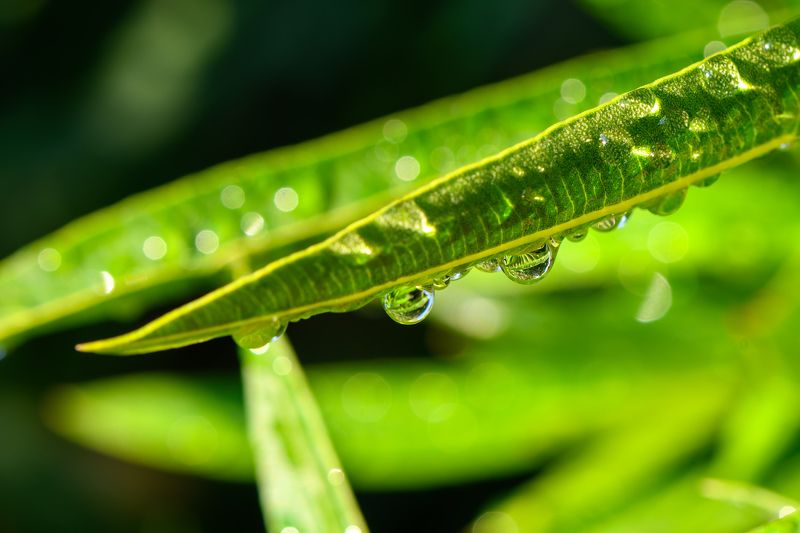 Morning dew on the grass (waterdrops)