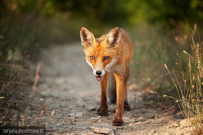 fox, my-mriya, mymriya, wildlife, Ляськаphoto preview