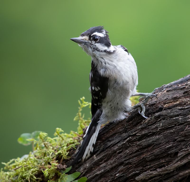 Downy woodpecker Female - Пушистый дятел. самка