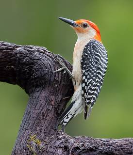 Red-bellied Woodpecker - Каролинский меланерпес